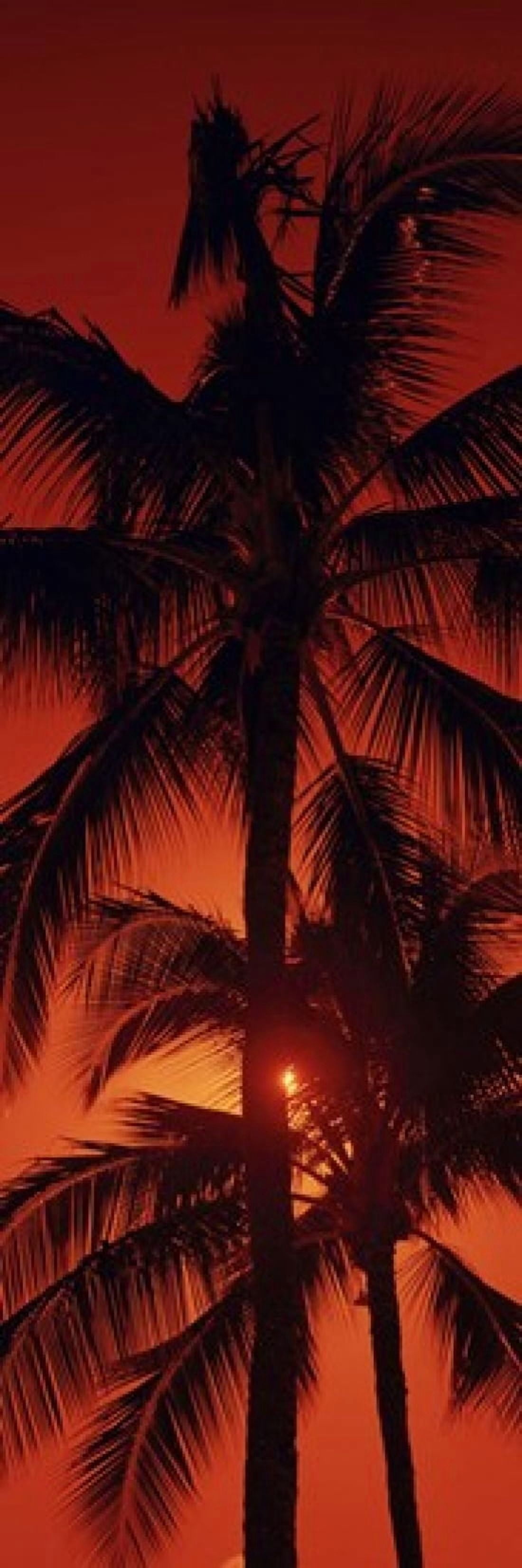 Low angle view of palm trees at dusk Kalapaki Beach Kauai Hawaii USA Canvas Art - Panoramic Images (18 x 6)