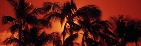 Low angle view of palm trees at dusk Kalapaki Beach Kauai Hawaii USA Canvas Art - Panoramic Images (36 x 12)