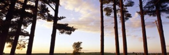 Low angle view of pine trees Iowa County Wisconsin USA Canvas Art - Panoramic Images (36 x 12)