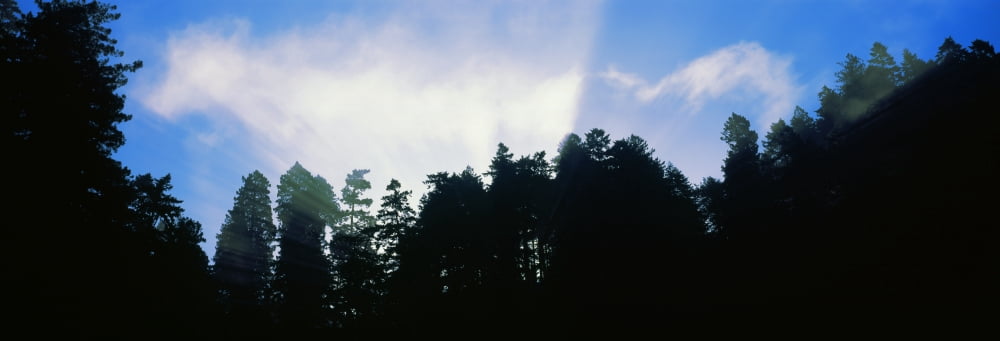 Low angle view of redwoods trees Redwood National Park California USA Canvas Art - Panoramic Images (36 x 12)