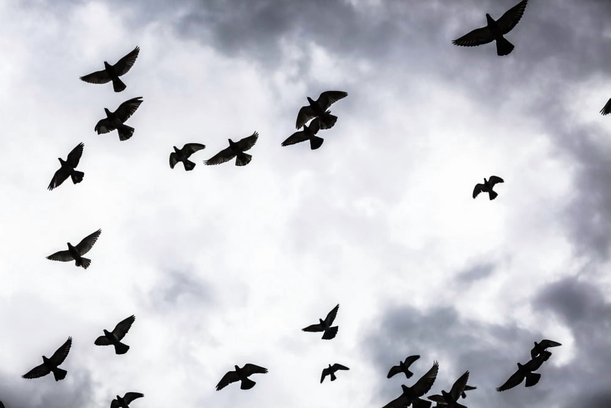Low angle view of silhouetted flock of birds flying against a cloudy sky Thessaloniki Greece Canvas Art - Reynold Mainse Design Pics (19 x 12)