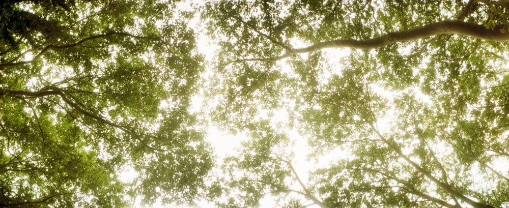 Low angle view of sunlight shining through the trees in summer Canvas Art - Panoramic Images (6 x 15)