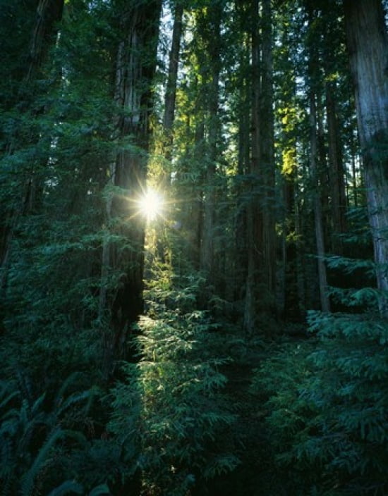 Low angle view of sunstar through redwood trees Jedediah Smith Redwoods State Park California USA Canvas Art - Panoramic Images (19 x 24)
