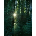 thumbnail image 1 of Low angle view of sunstar through redwood trees  Jedediah Smith Redwoods State Park  California  USA. Print by Panoramic, 1 of 1