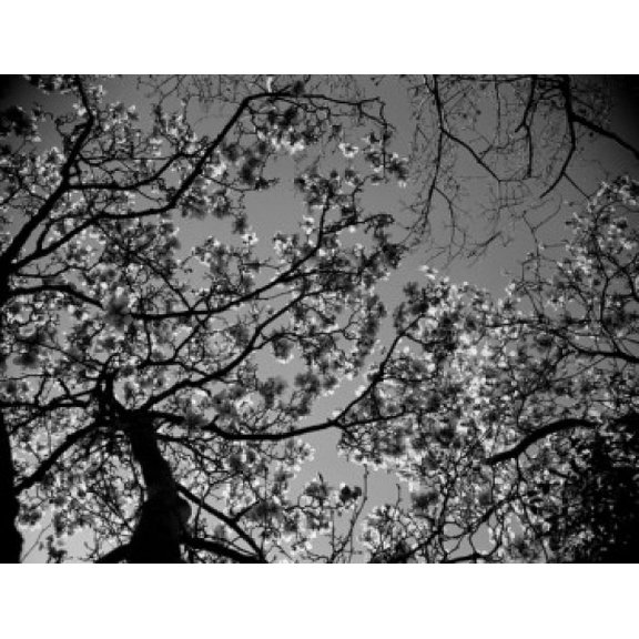 Low angle view of tree branches Canvas Art - (18 x 24)