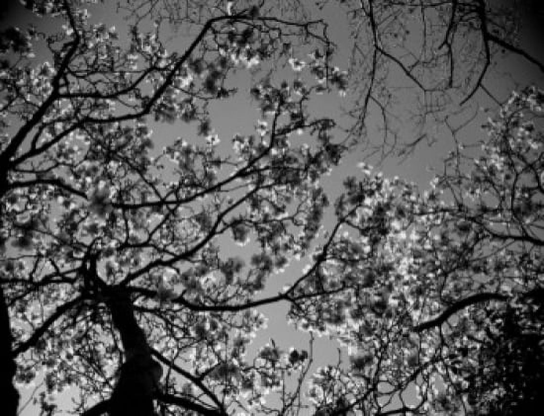 Low angle view of tree branches Canvas Art - (24 x 36)