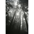 thumbnail image 1 of Low angle view of tree tops in the fog; California, United States of America Poster Print (24 x 38), 1 of 1