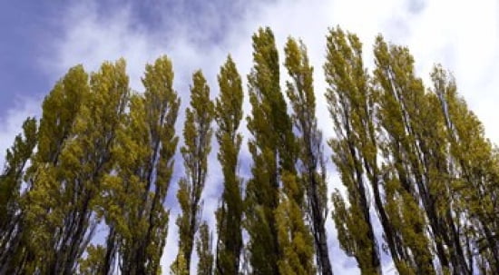 Low angle view of trees Aspens Estancia Punta Del Monte Aysen Region Patagonia Chile Canvas Art - Panoramic Images (36 x 20)