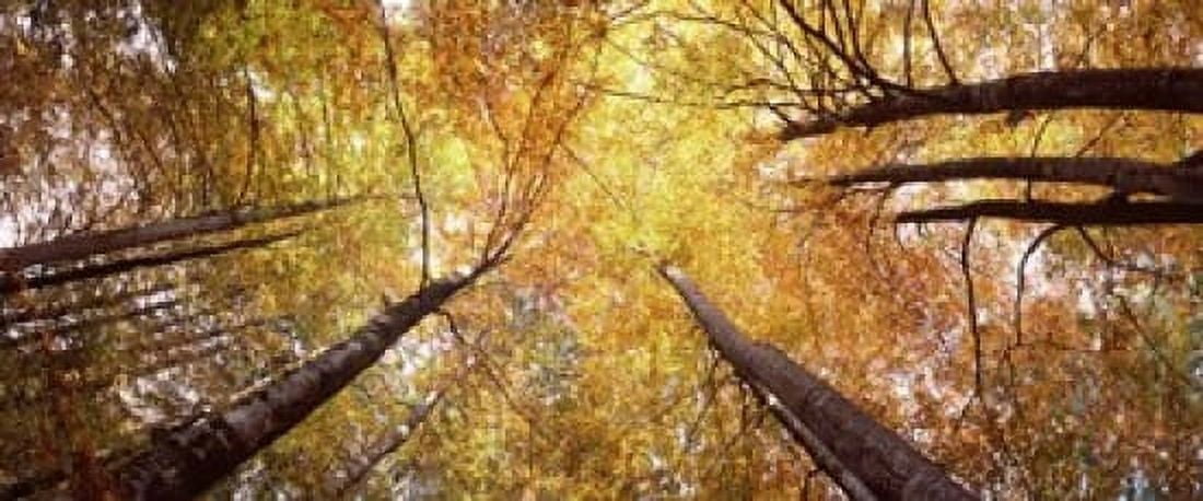 Low angle view of trees Bavaria Germany Canvas Art - Panoramic Images (15 x 6)