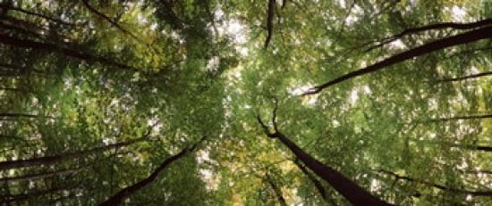 Low angle view of trees Bavaria Germany Canvas Art - Panoramic Images (30 x 13)
