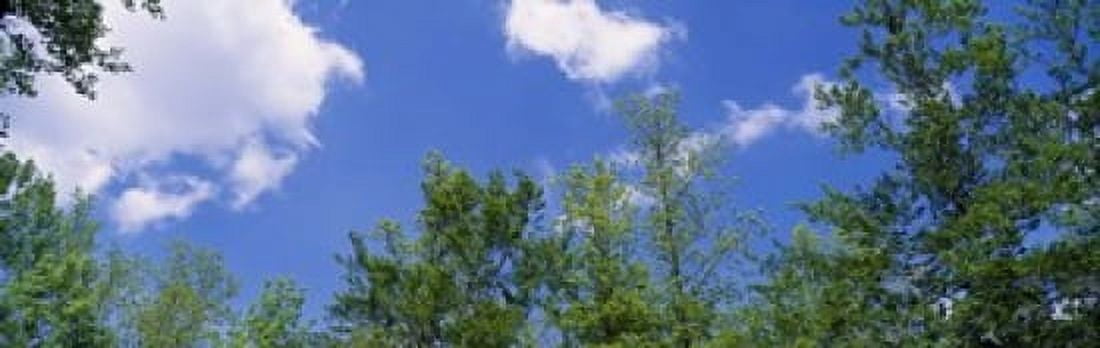 Low angle view of trees Canvas Art - Panoramic Images (18 x 6)