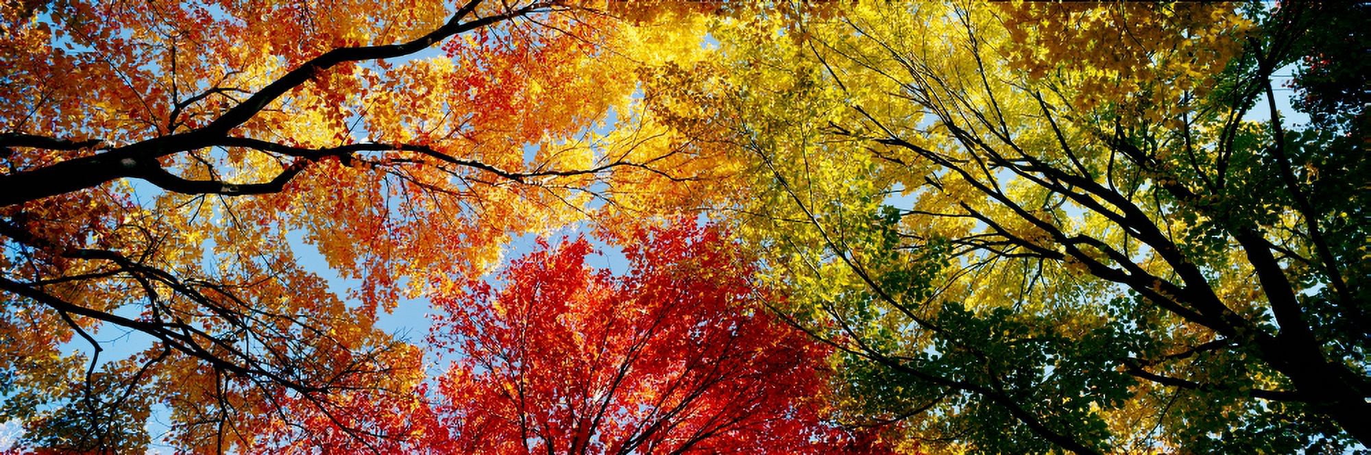 Low angle view of trees Canvas Art - Panoramic Images (27 x 9)