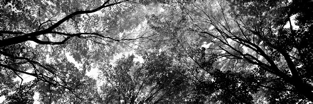 Low angle view of trees Canvas Art - Panoramic Images (6 x 18)