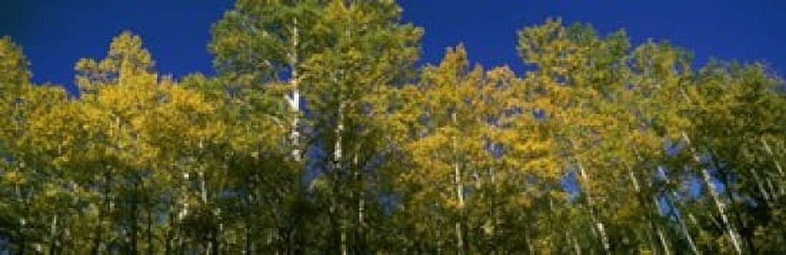 Low angle view of trees Colorado USA Canvas Art - Panoramic Images (18 x 6)