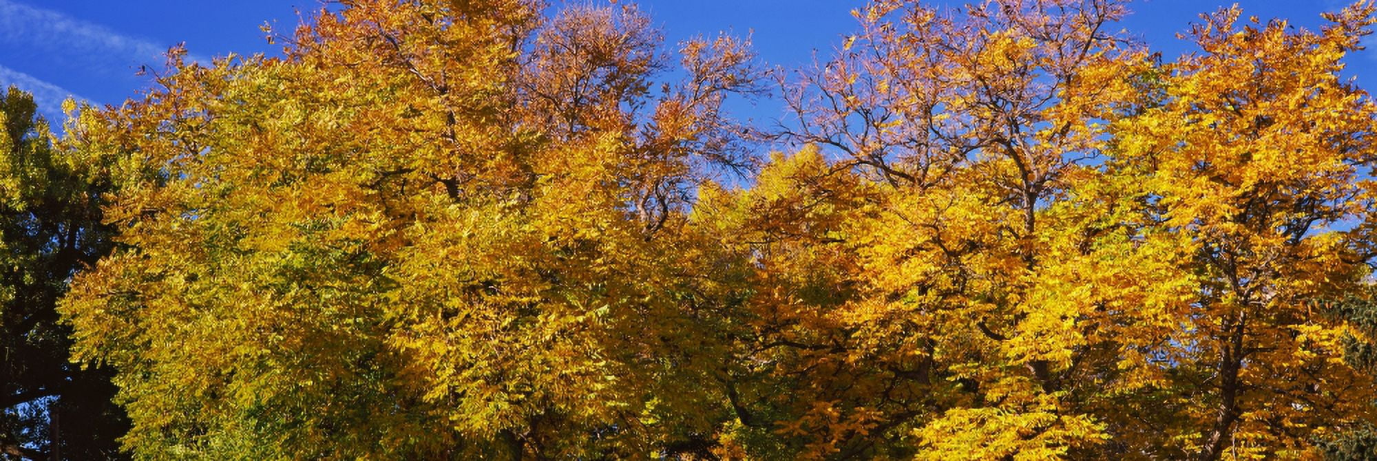 Low angle view of trees Denver Colorado USA Canvas Art - Panoramic Images (36 x 12)