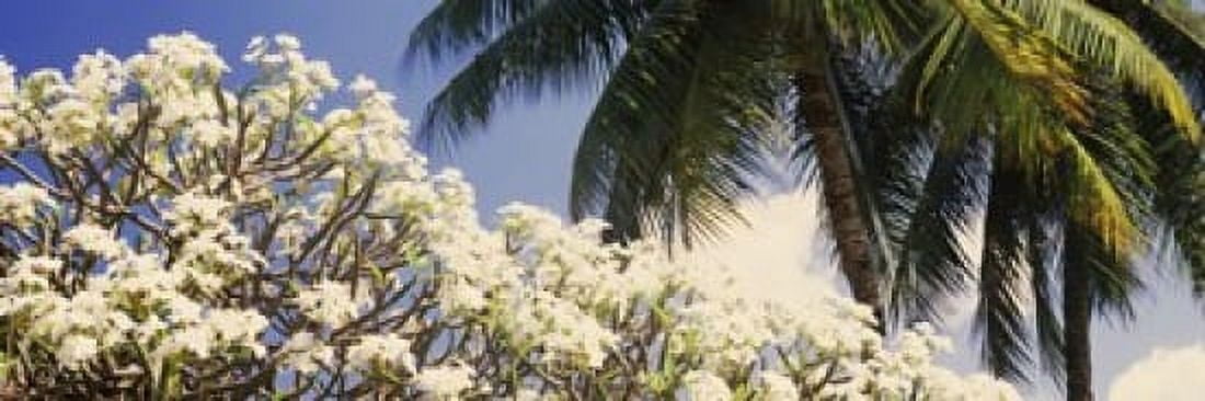Low angle view of trees Hawaii USA Canvas Art - Panoramic Images (18 x 6)