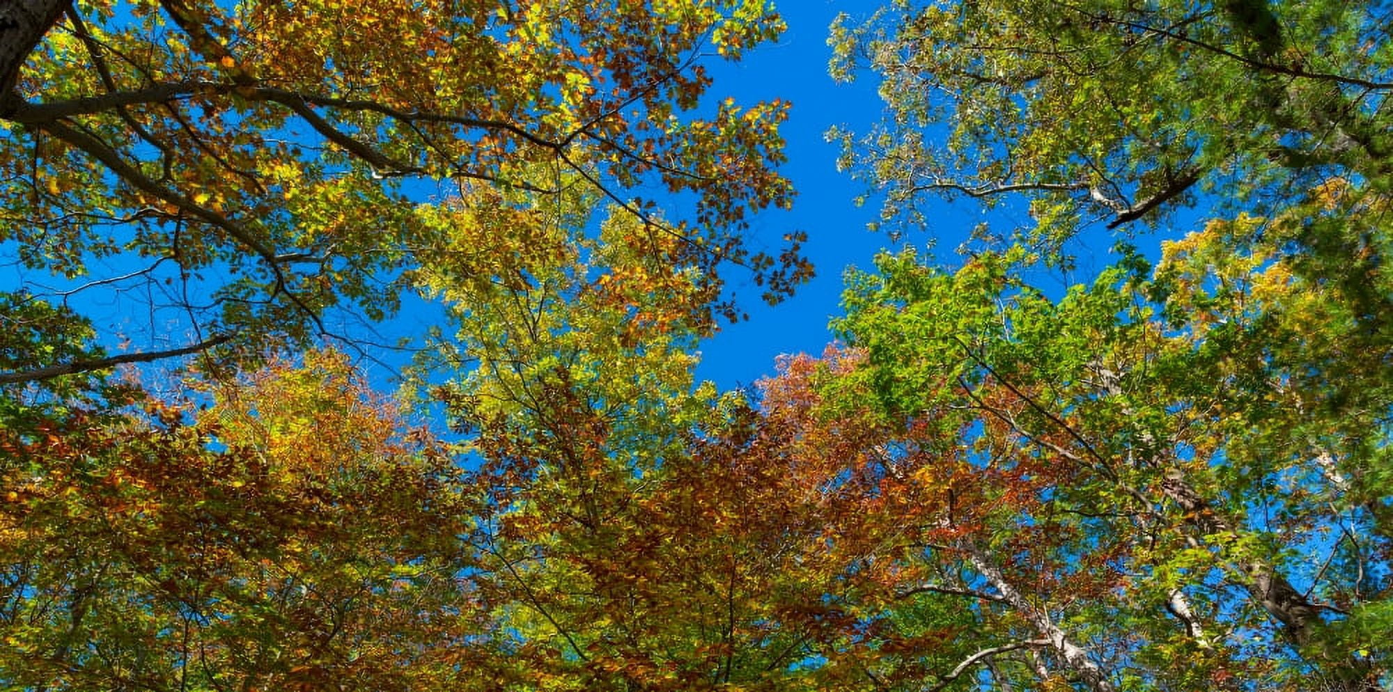 Low angle view of trees Letchworth State Park New York State USA Canvas Art - Panoramic Images (27 x 9)