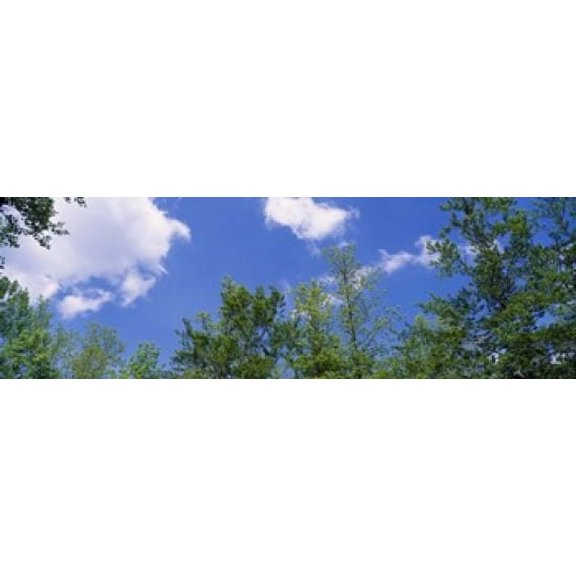 Low angle view of trees Poster Print (18 x 6)