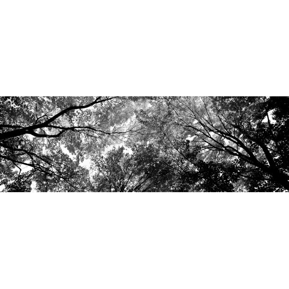Low angle view of trees Poster Print (6 x 18)