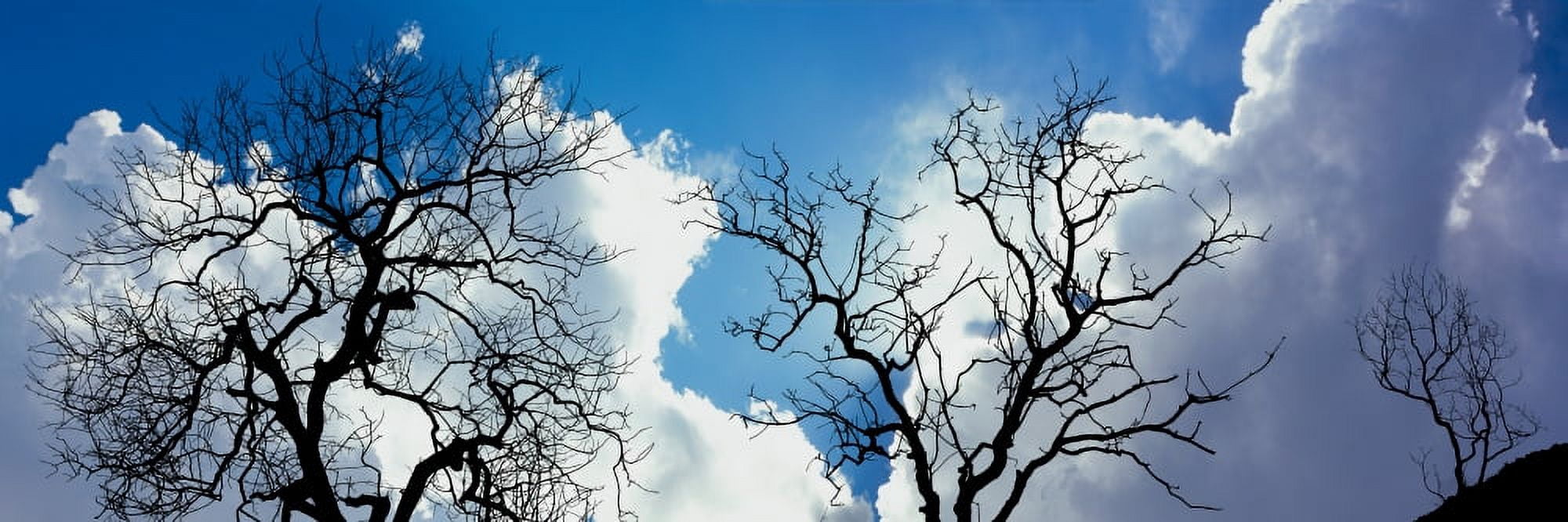 Low angle view of trees against cloudy sky Los Padres National Forest California USA Canvas Art - Panoramic Images (36 x 12)