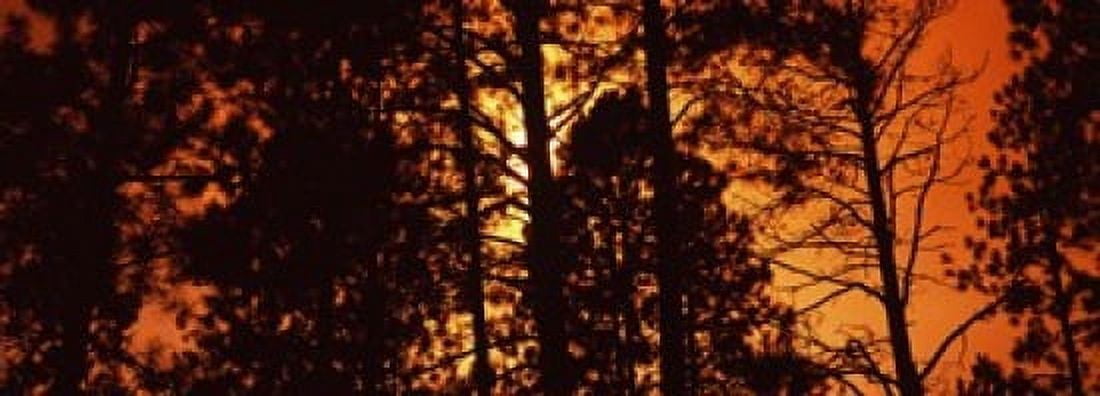 Low angle view of trees at sunrise Colorado USA Canvas Art - Panoramic Images (18 x 7)