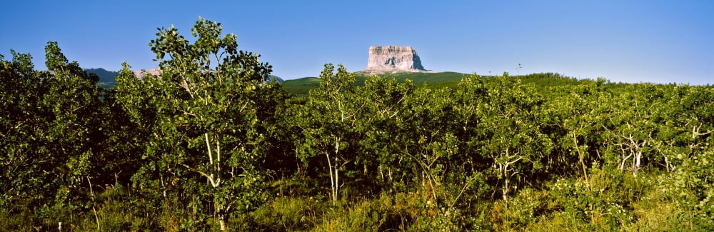 Low angle view of trees on the Chief Mountain US Glacier National Park Montana USA Canvas Art - Panoramic Images (36 x 12)
