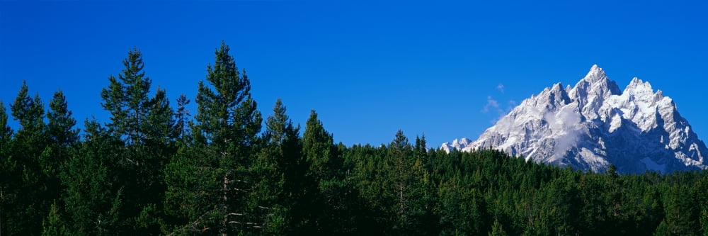 Low angle view of trees with mountain range in the background Cathedral Group Jackson Hole Grand Teton National Park Wyoming USA Canvas Art - Panoramic Images (12 x 36)