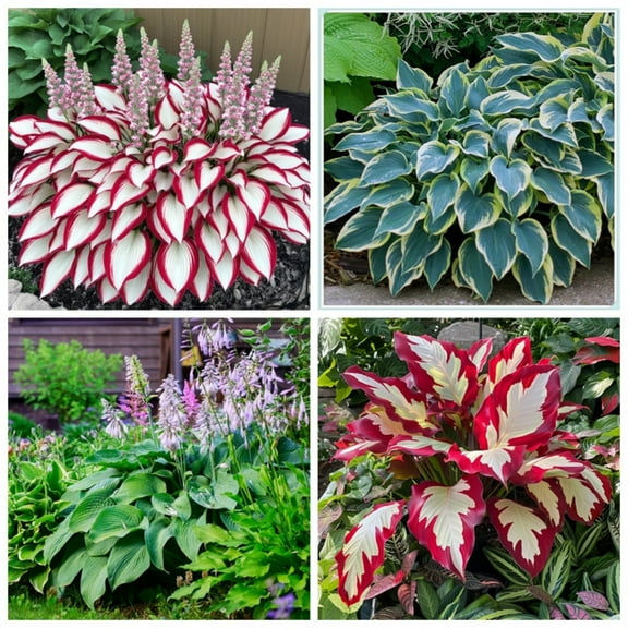 Low maintenance,Pots to Grow,(Hostas For sale,) Indoors or Outdoor  Gardens Decoration,