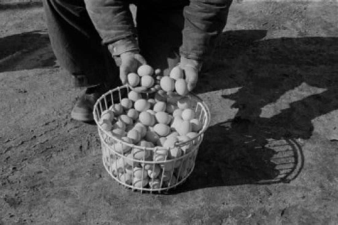 Low section of man with basket of eggs Canvas Art - (18 x 24)