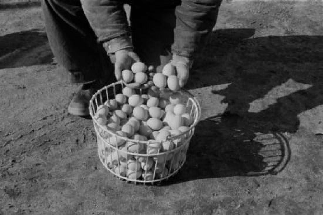 Low section of man with basket of eggs Canvas Art - (24 x 36)