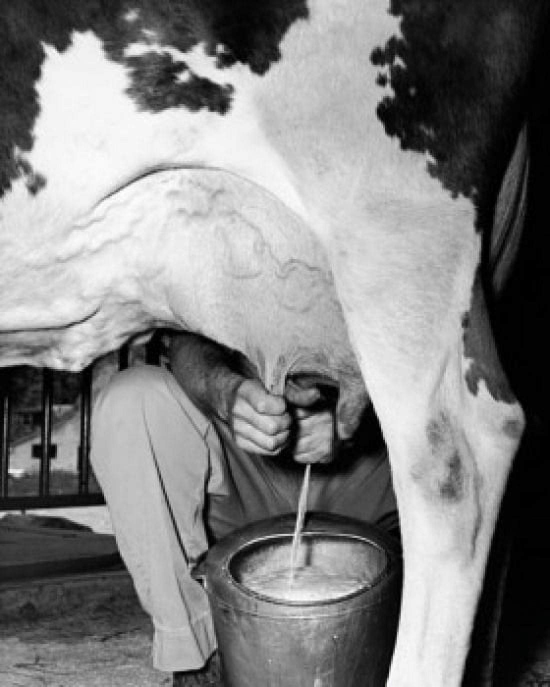 Low section view of a farmer milking a cow Canvas Art - (18 x 24)