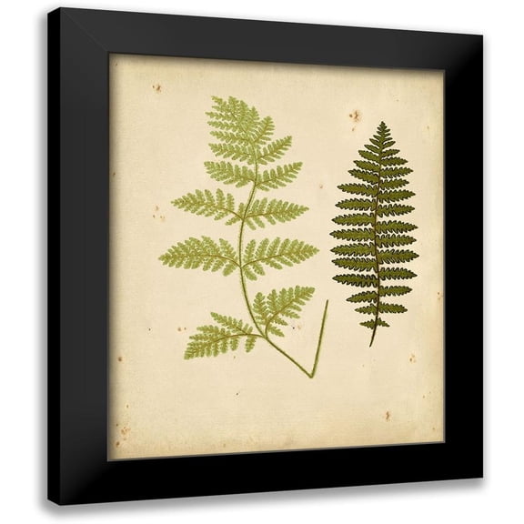 Lowe 12x14 Black Modern Framed Museum Art Print Titled - Cottage Ferns III
