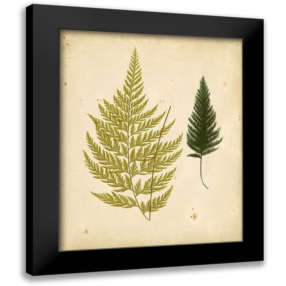 Lowe 12x14 Black Modern Framed Museum Art Print Titled - Cottage Ferns I