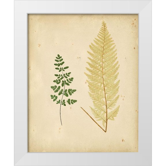 Lowe 12x14 White Modern Wood Framed Museum Art Print Titled - Cottage Ferns IV