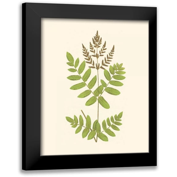 Lowe, E. J. 12x14 Black Modern Framed Museum Art Print Titled - Woodland Ferns VII