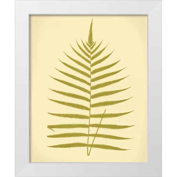 Lowe, E.J. 12x14 White Modern Wood Framed Museum Art Print Titled - Lowes Fern IV