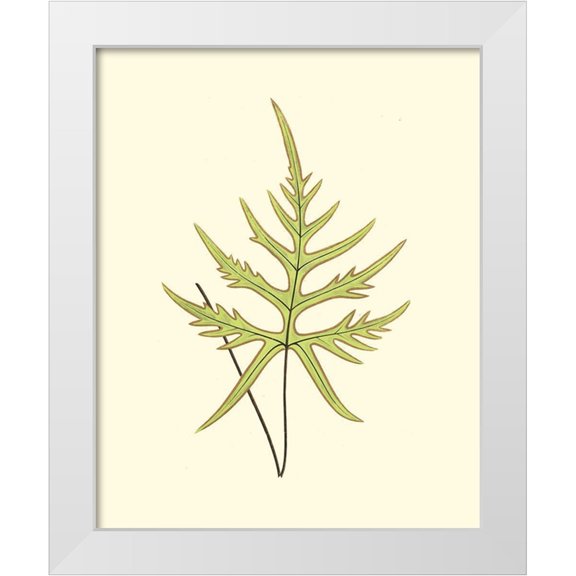 Lowe, E. J. 12x14 White Modern Wood Framed Museum Art Print Titled - Woodland Ferns IV