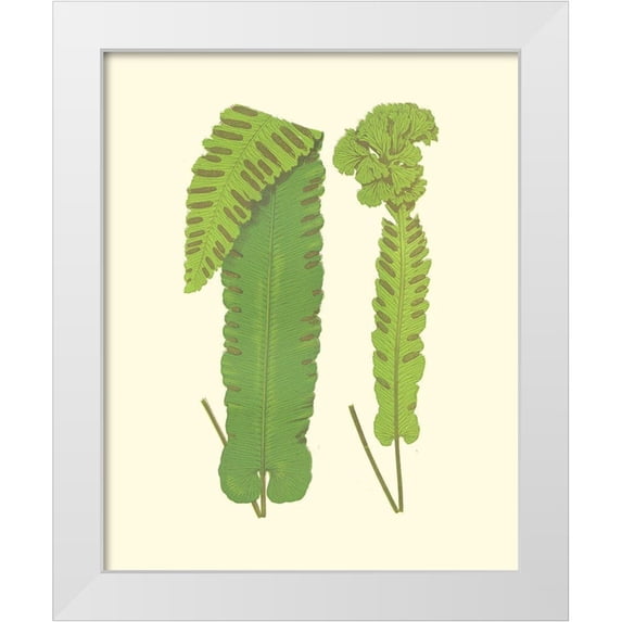 Lowe, E. J. 15x18 White Modern Wood Framed Museum Art Print Titled - Woodland Ferns VIII