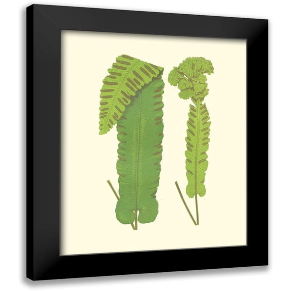 Lowe, E. J. 20x24 Black Modern Framed Museum Art Print Titled - Woodland Ferns VIII