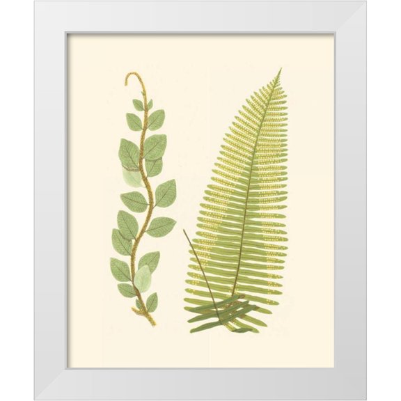Lowe, E. J. 26x32 White Modern Wood Framed Museum Art Print Titled - Woodland Ferns VI