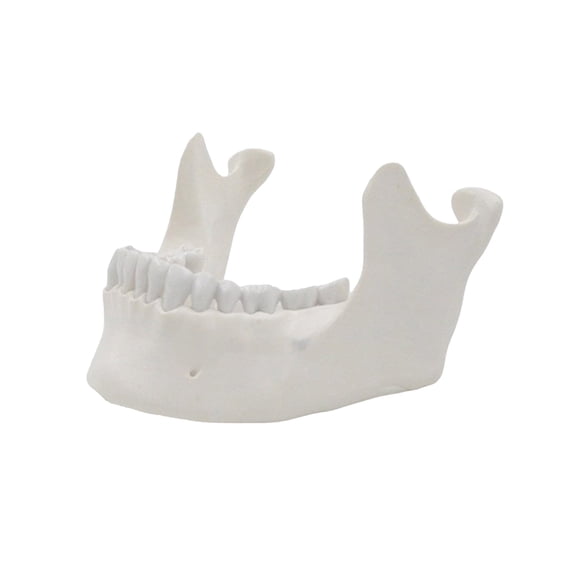 Lower Jaw Model Adult Lower Jawbone Model Easy to Use Medicals Teaching Aid for Science Study