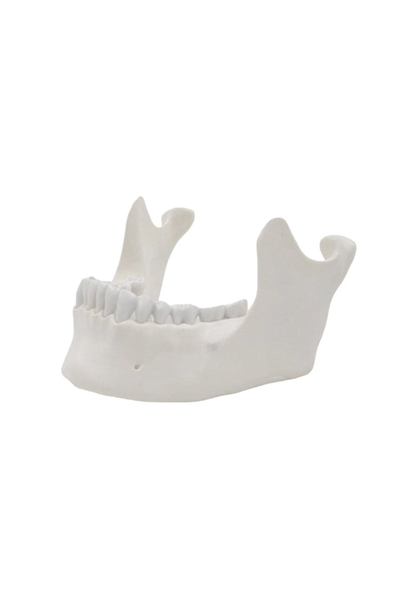 Lower Jaw Model Adult Lower Jawbone Model Easy to Use Medicals Teaching Aid for Science Study