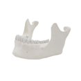 Lower Jaw Model Teaching Aid 11 Lower Jaw Bone Model Medicals Model