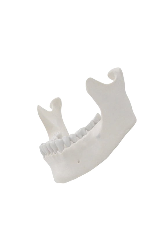 Lower Jaw Model for Demonstrate Teaching Aid Practical Adult Lower Jawbone Model Lower Jaw Teaching Model