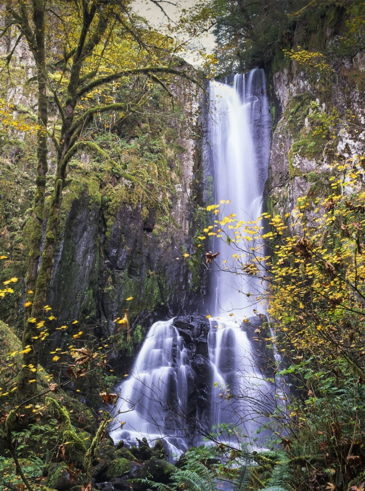 Lower Kentucky Falls Siuslaw National Forest Florence Oregon United States of America Canvas Art - Robert L Potts Design Pics (26 x 36)