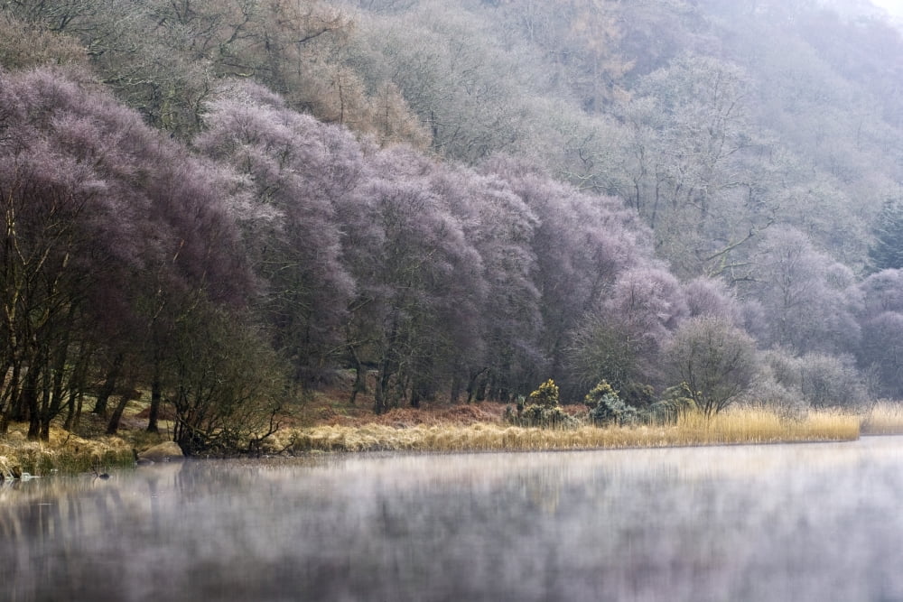 Lower Lake Glendalough County Wicklow Ireland Hoar Frost On Trees And Mist On Lake Canvas Art - Peter McCabe Design Pics (34 x 22)