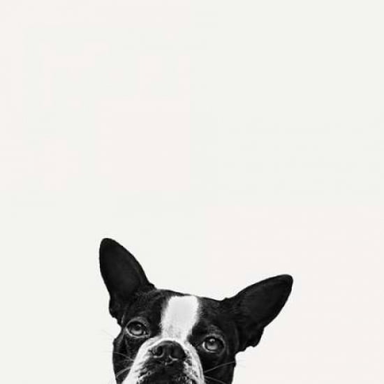 Loyalty Canvas Art - Jon Bertelli (24 x 24)