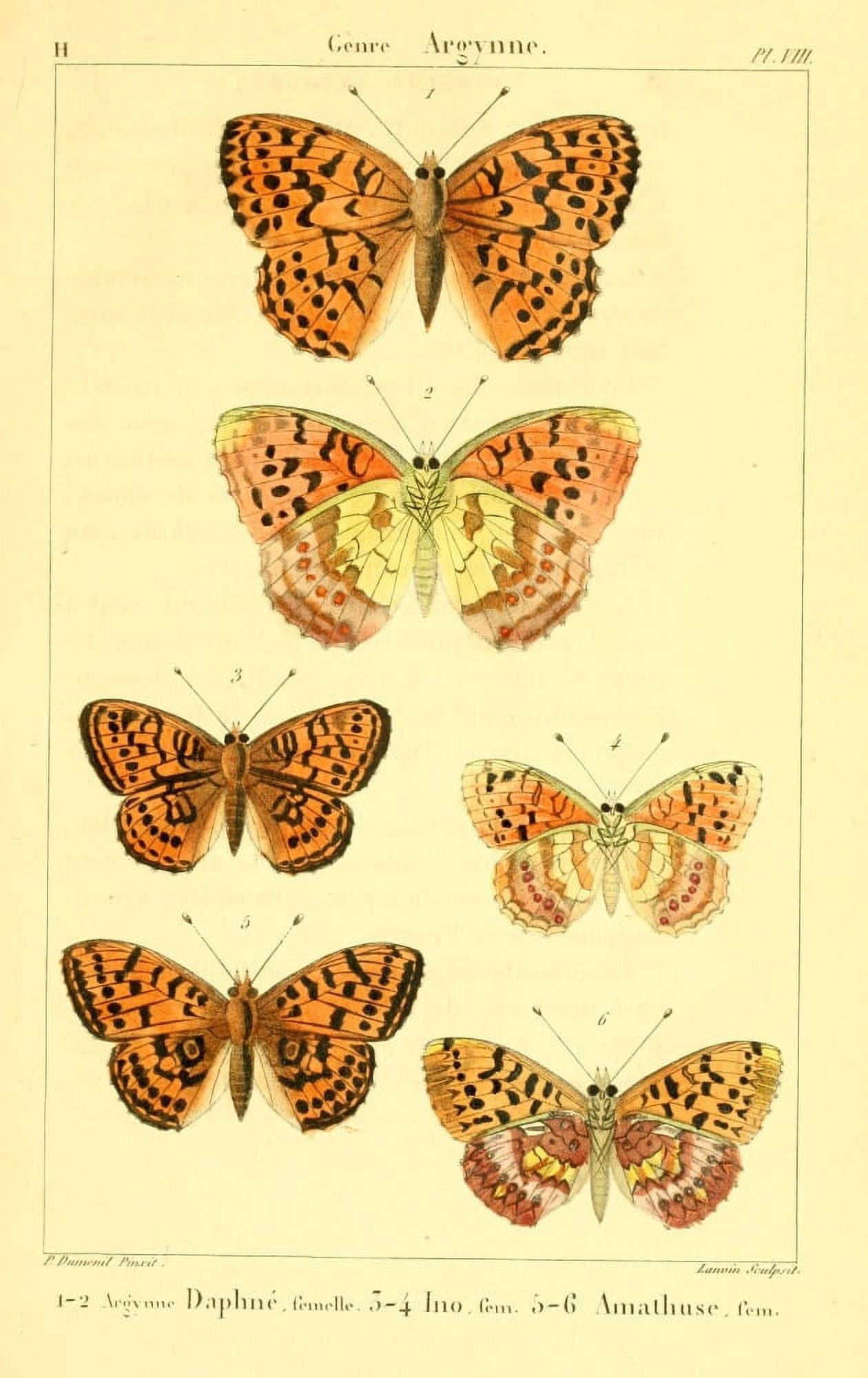 LpidoptÔø?res ou Papillons de France 1821 Genre Argynne 2 Canvas Art - P Dumenil (24 x 36)