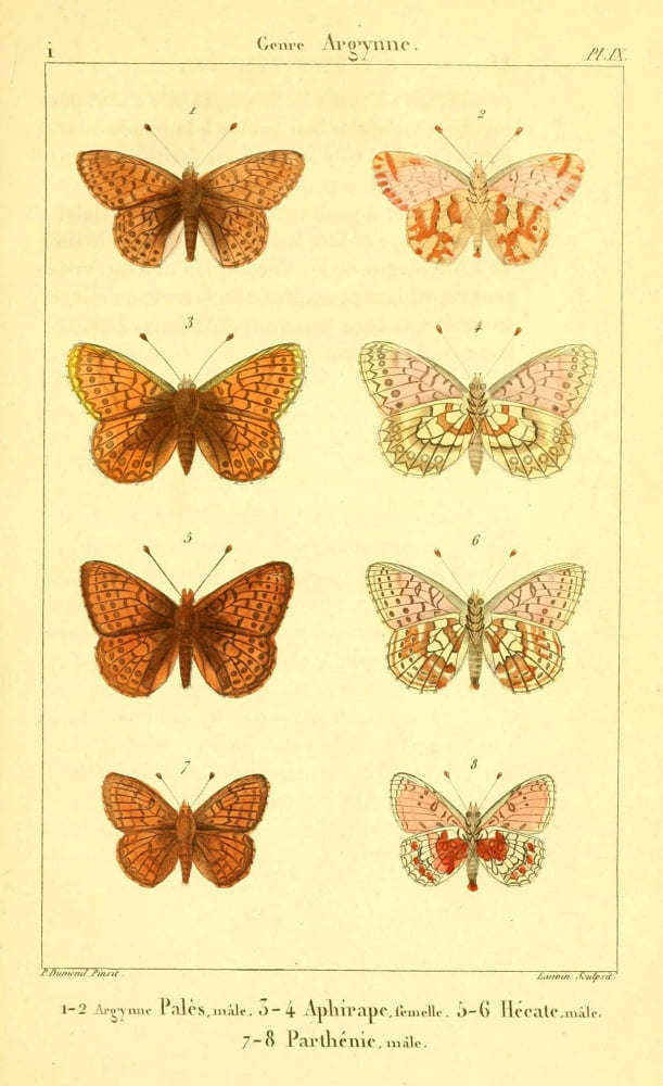 LpidoptÔø?res ou Papillons de France 1821 Genre Argynne 3 Canvas Art - P Dumenil (24 x 36)