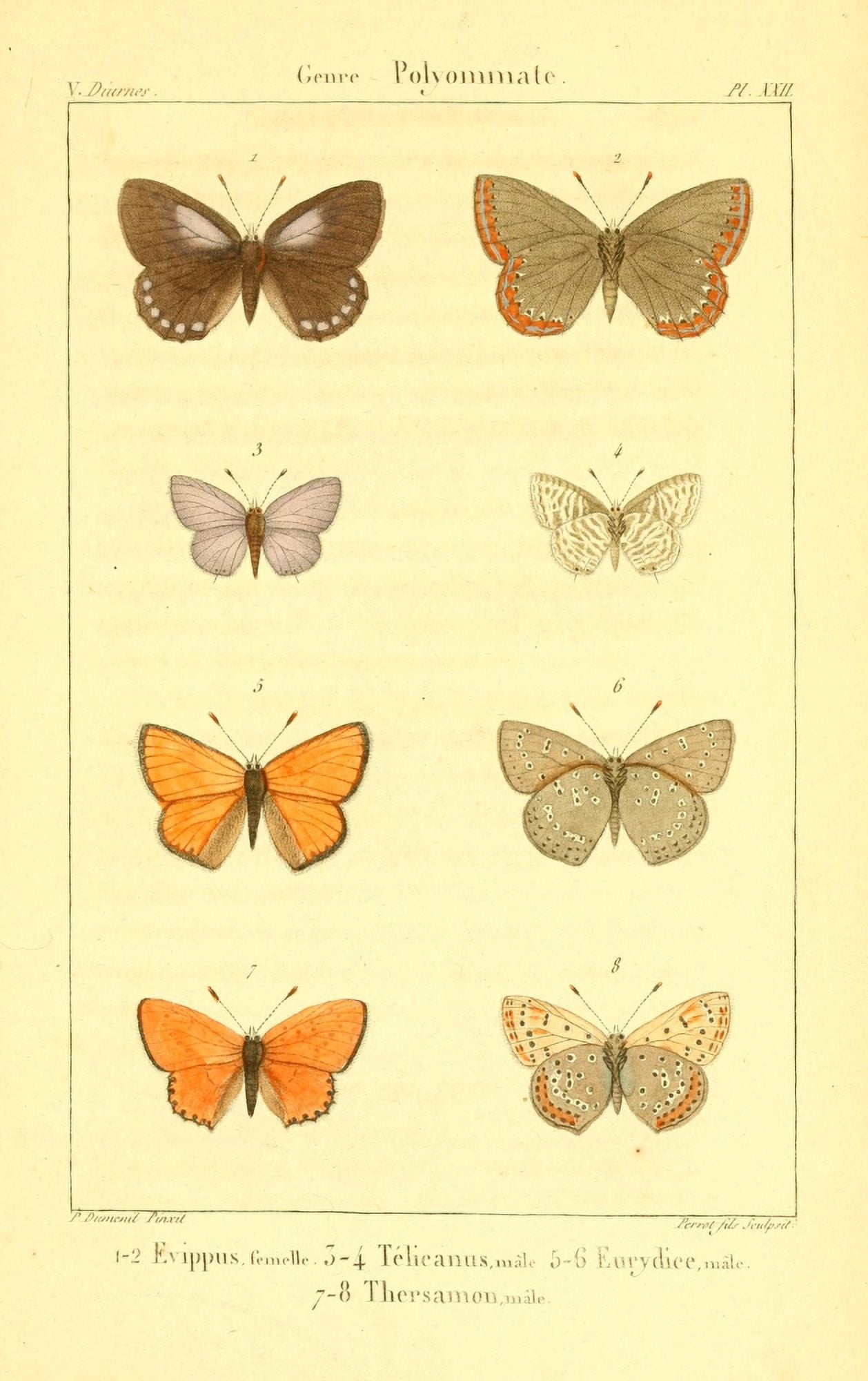 LpidoptÔø?res ou Papillons de France 1821 Genre Polyommate 1 Canvas Art - P Dumenil (24 x 36)